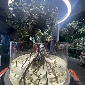 Upside-down Jellyfish tank