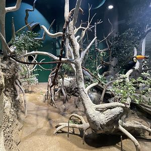 Mangrove - Toco Toucan Exhibit