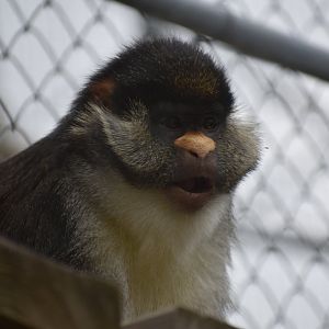 Yellow-nosed red-tail guenon - Espace zoologique de Saint Martin la Plaine 2023