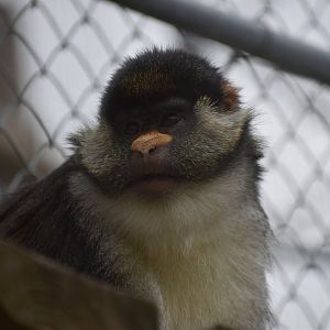 Yellow-nosed red-tail guenon - Espace zoologique de Saint Martin la Plaine 2023