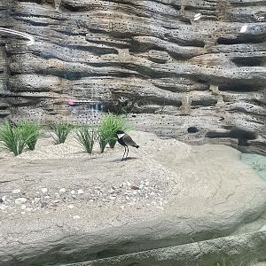 Shallow Beach Exhibit