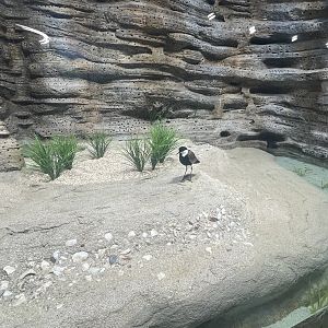 Shallow Beach Exhibit