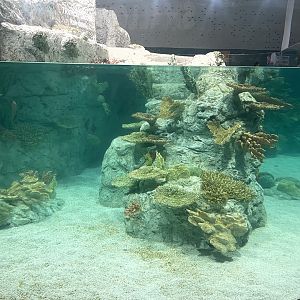 Tropical Lagoon Tank