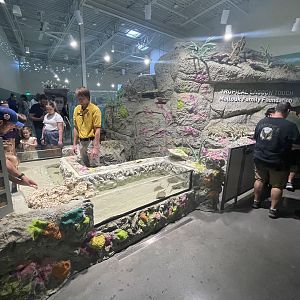Tropical Lagoon Touch Tank