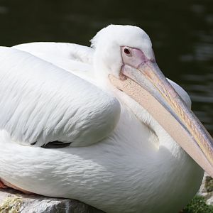 Great White Pelican