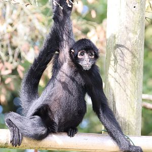 Colombian Black Spider Monkey