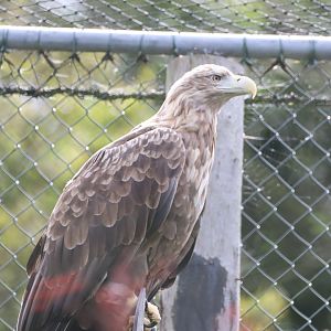 White-tailed Eagle