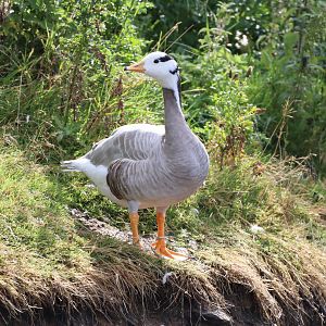Bar-headed Goose