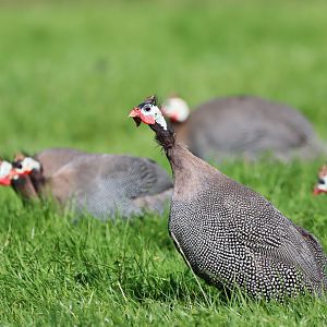 Helmeted Guineafowl