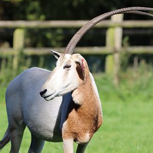 Scimitar-horned Oryx
