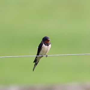 Barn Swallow