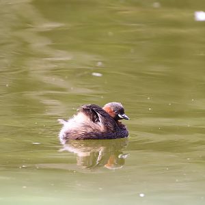 Little Grebe
