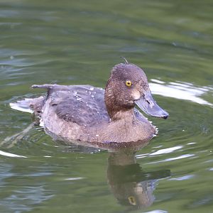 Tufted Duck