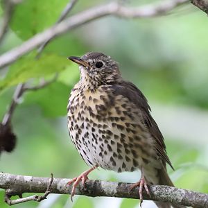 Song Thrush