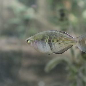 Rainbowfish ID