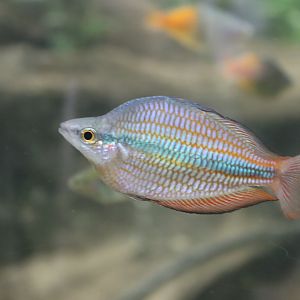 Melanotaenia boesemani?