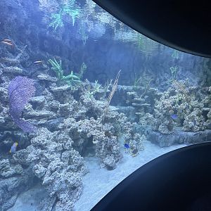 Live Coral Tank