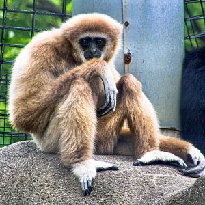 Sep. 2023 - Forests - White-handed Gibbon