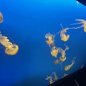 Sea Nettle Tank