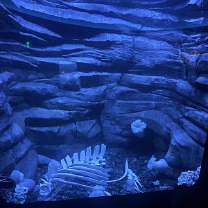 Deep Ocean Bottom Tank