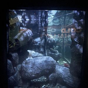Pacific Shelf Octopus Tank