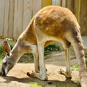 Sep. 2023 - Kangaroo Crossing - Red Kangaroo
