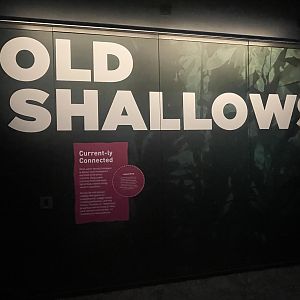 Cold Shallows Artwork