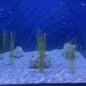 Sandy Bottom Cuttlefish Tank