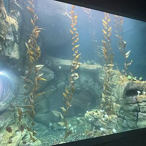 Kelp Forest Tank