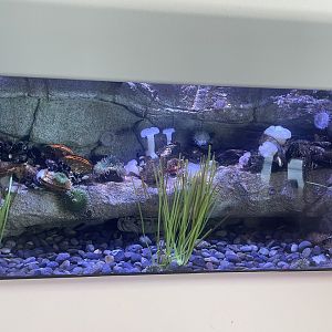 Cold Ocean Floor Tank