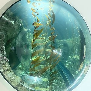 Kelp Forest Bubble Window