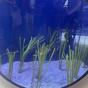 Eel Grass Bed Tank
