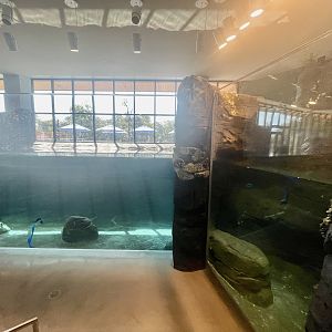 Sea Otter Exhibit