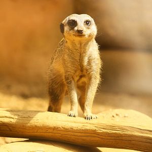 Sep. 2023 - Deserts - Meerkat