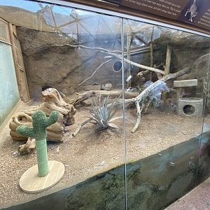 Sep. 2023 - Deserts - New! Sand Cat Exhibit