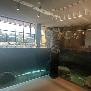 Sea Otter Exhibit