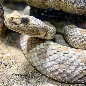 Sep. 2023 - Deserts - Santa Catalina Island Rattlesnake