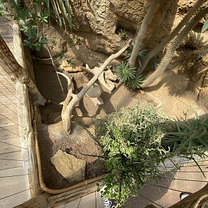 Sep. 2023 - Deserts - Spider Tortoise Exhibit
