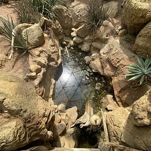 Sep. 2023 - Deserts - Australian Snake-necked Turtle Exhibit