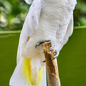 Sep. 2023 - Salmon-crested Cockatoo