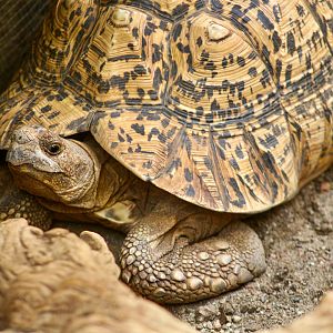 Sep. 2023 - Deserts - Leopard Tortoise