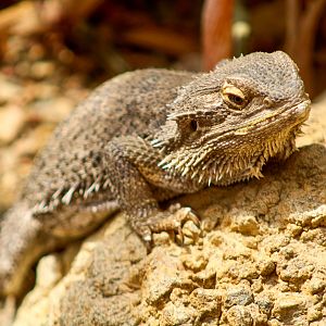 Sep. 2023 - Deserts - Bearded Dragon