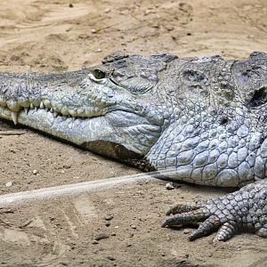 Sep. 2023 - Alligators & Crocodiles: The Fight to Survive - Orinoco Crocodile
