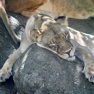 Sep. 2023 - Plains - African Lion