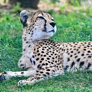 Sep. 2023 - Plains - Cheetah