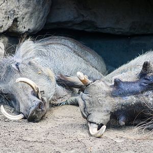 Sep. 2023 - Plains - Warthogs