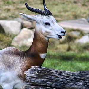 Sep. 2023 - Plains - Addra Gazelle