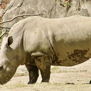 Sep. 2023 - Plains - Southern White Rhino