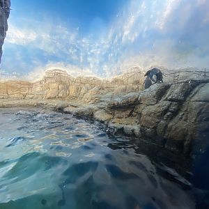 Sep. 2023 - Oceans - Penguin Exhibit (Side Viewing)