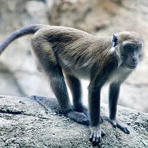 Sep. 2023 - Oceans - Long-tailed Macaque